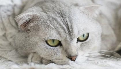 《天国:拯救2》第三款DLC即将上线,全新地图与剧情